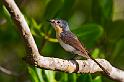 Small Birds